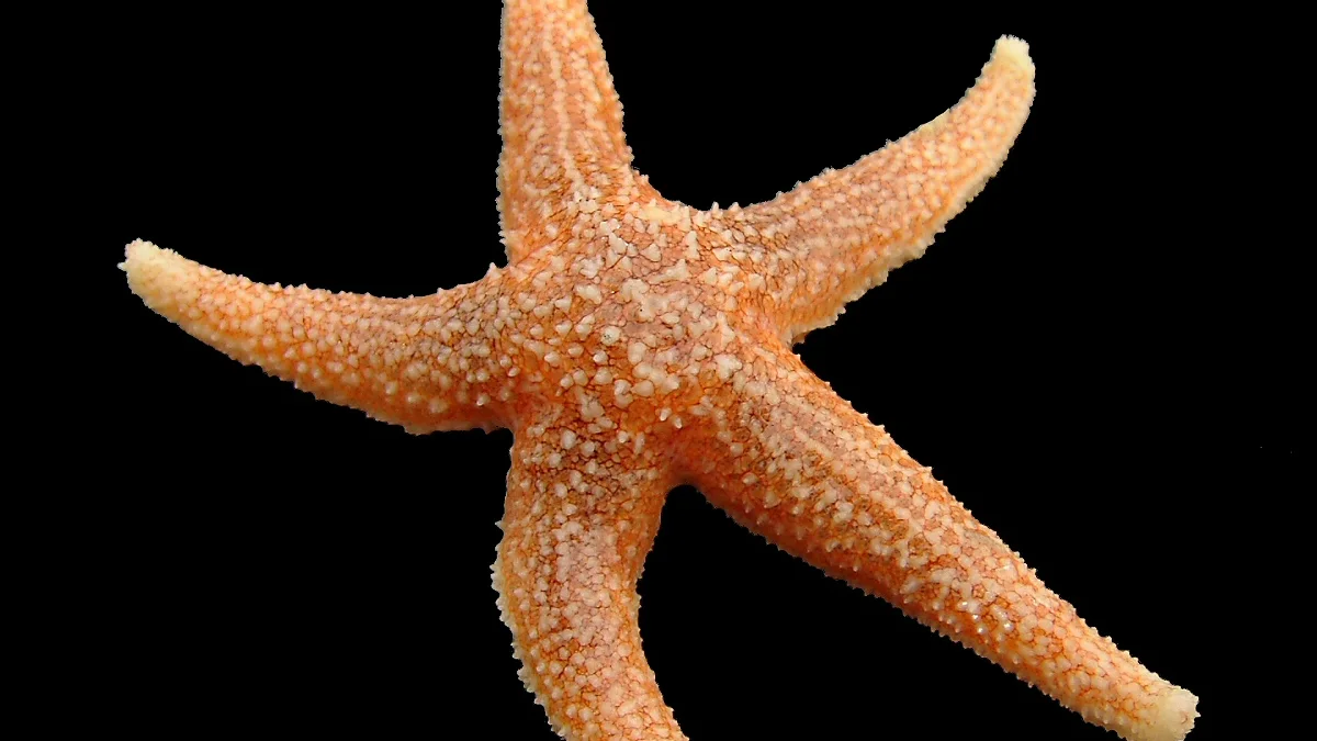 Derin Atlantik'te 57 yeni tür bulundu, viral Patrick yıldız da arasında