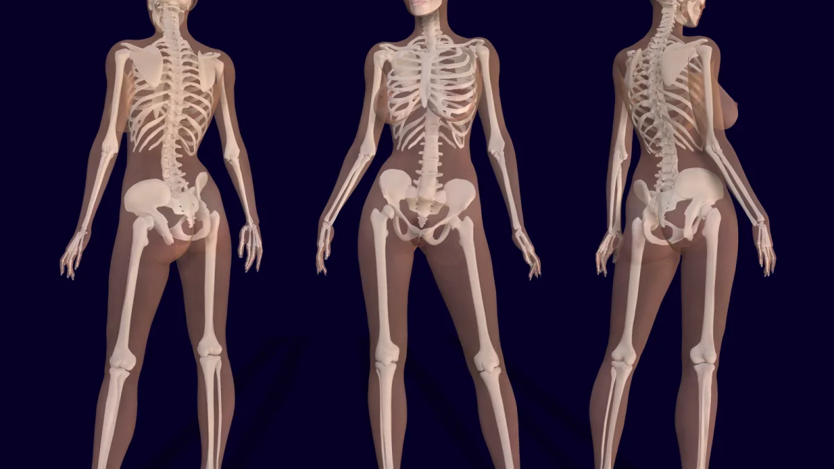 Testosteron menopozdaki kemik sağlığını estrojenden daha iyi koruyor